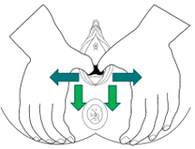 Illustration of perineal massage of vagina with dark green arrows on directions of illustrated thumb side wise and light green arrows downwards towards anus